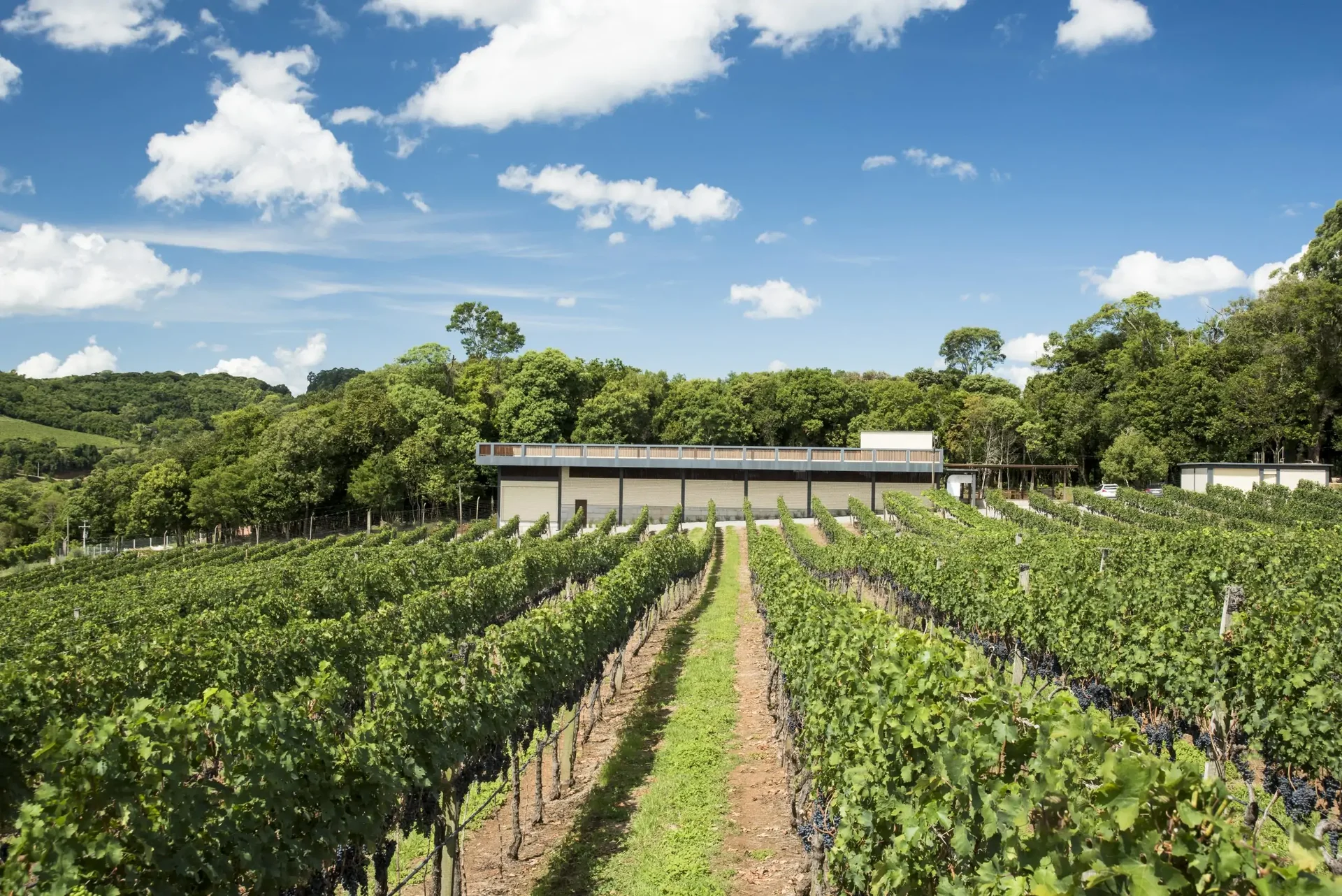Caetano Vicentino Vinhas & Vinhos