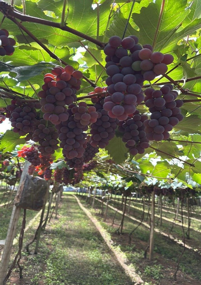 CARNIEL UVAS E EXPERIÊNCIAS – UM HORIZONTE DE SABORES