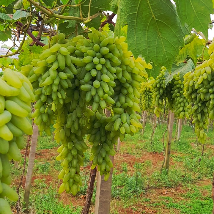 Cantina Manfroi
