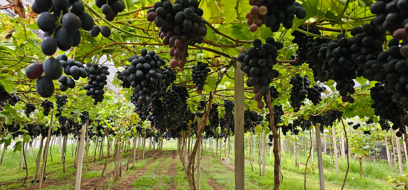 UVAS DE MESA FAMILIA DELANI
