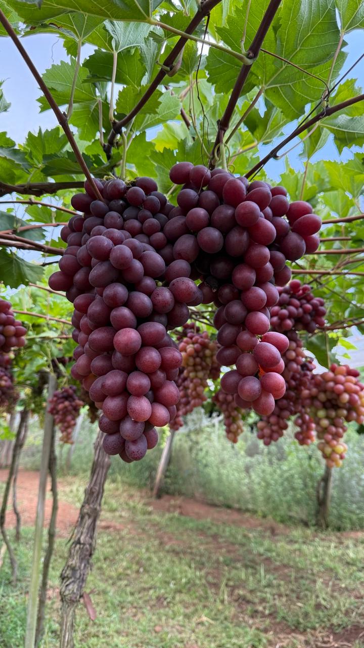 Foto de Sítio Pedacinho de Céu – Vinhedos Pivoto