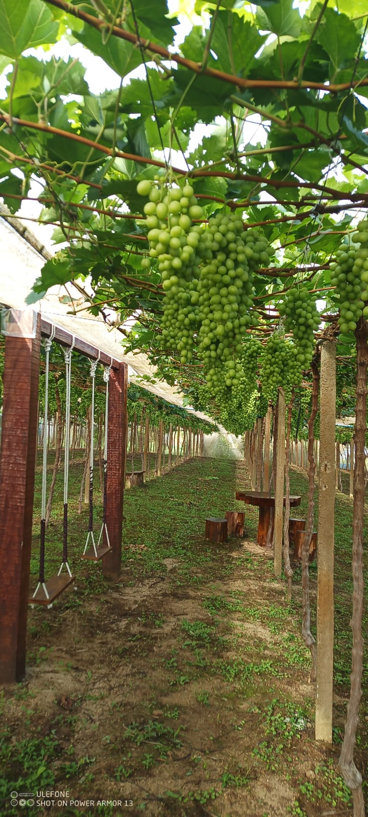 UVAS DE MESA SLS