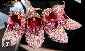 Orquidário Tradição