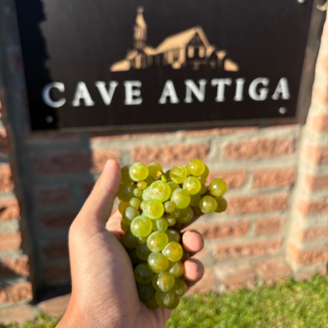 Cave Antiga Vitivinícola