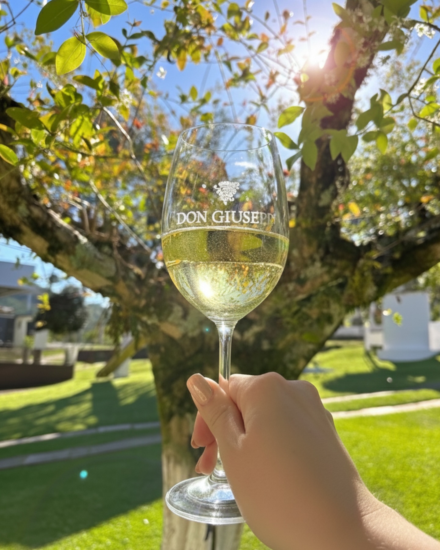 Vinhos Don Giusepp