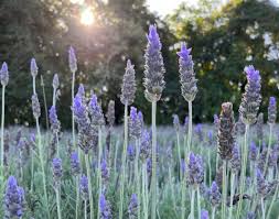 Divina Lavanda
